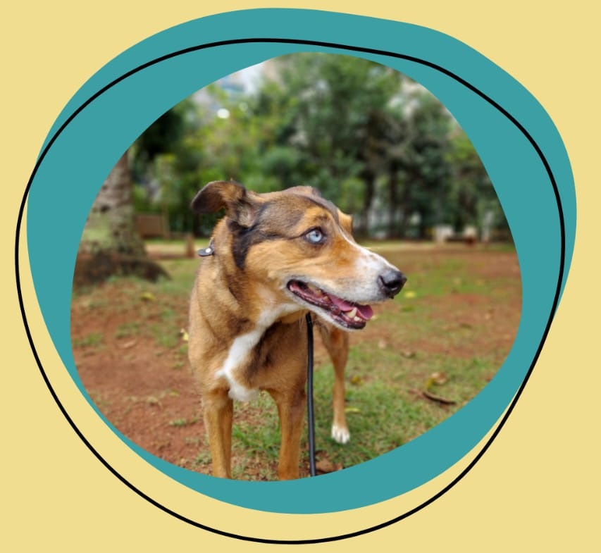 Pessoa passeando com um cachorro feliz